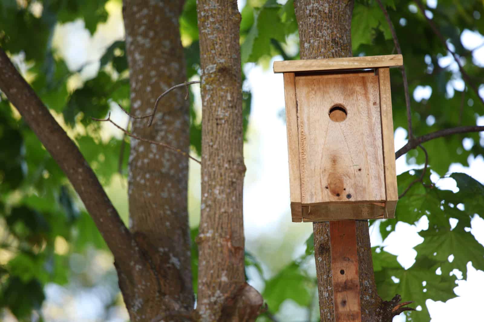 4894822_starling-house